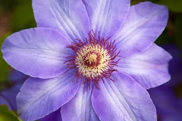 1 つの紫色の花 — ストック写真