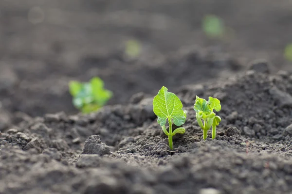 New green sprouts — Stock Photo, Image