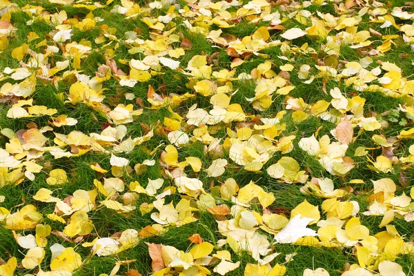 Texture of fallen leaves — Stock Photo, Image