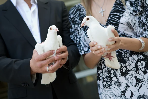 Doi porumbei albi — Fotografie, imagine de stoc