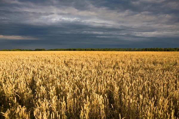 Campo e cielo — Foto Stock