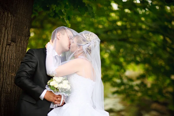 Beijo de noiva e noivo — Fotografia de Stock