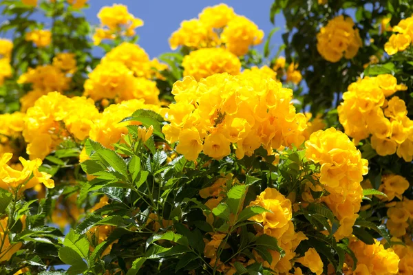 Ljusa tropiska blommor — Stockfoto