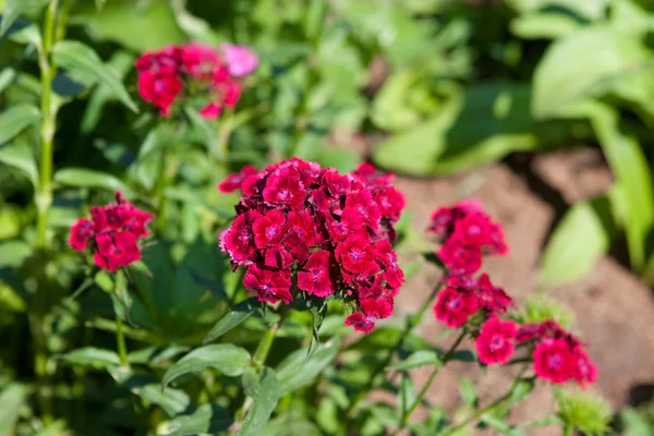 Wild carnation — Stock Photo, Image