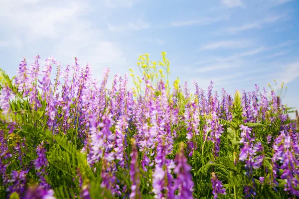 Summer time — Stock Photo, Image