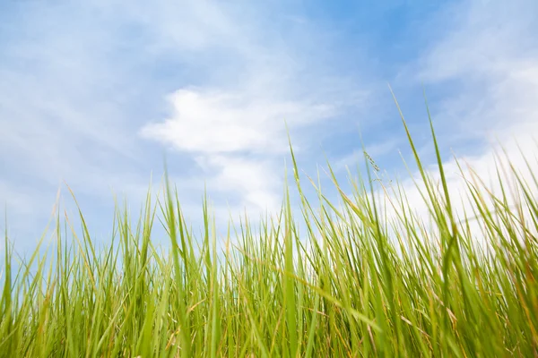 Grama verde e céu azul — Fotografia de Stock