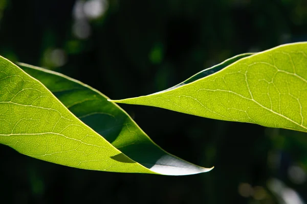 Twee bladeren — Stockfoto