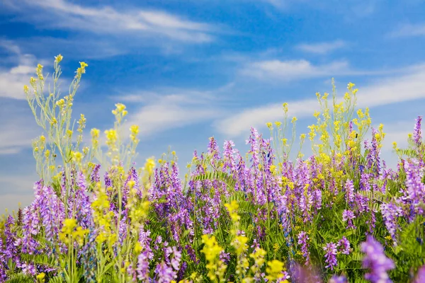 Summer time — Stock Photo, Image