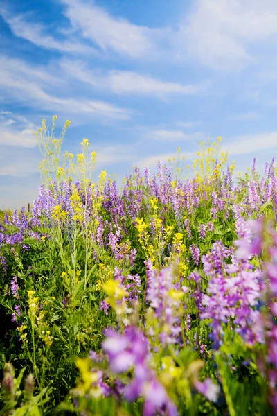 Summer time — Stock Photo, Image