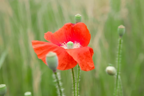 Makowy kwiat na polu — Zdjęcie stockowe