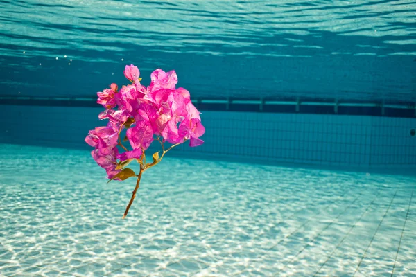 Un fiore sotto l'acqua — Foto Stock