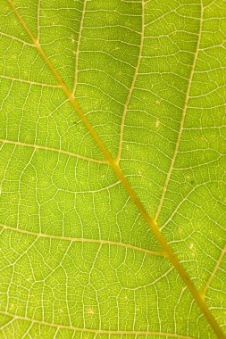 yaprağın arka plan