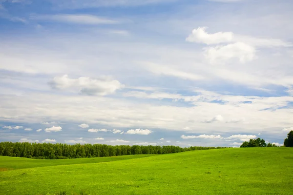 Green forest and blue sky — Stock Photo, Image