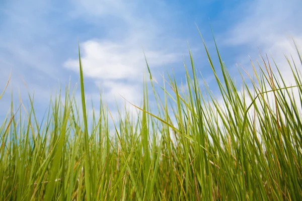 Grama verde e céu azul — Fotografia de Stock