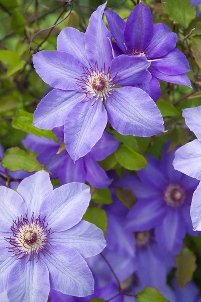 보라색 꽃 — 스톡 사진