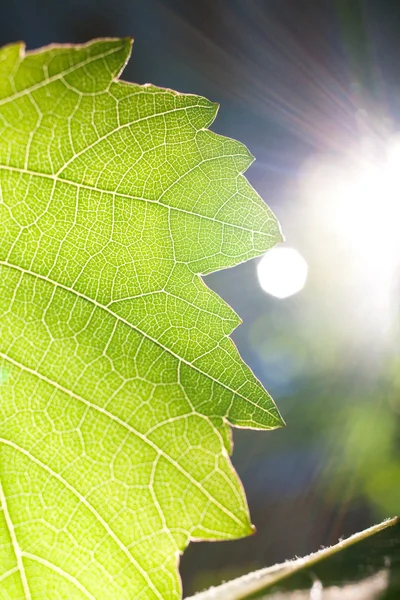 Sonnenstrahlen und ein Blatt — Stockfoto