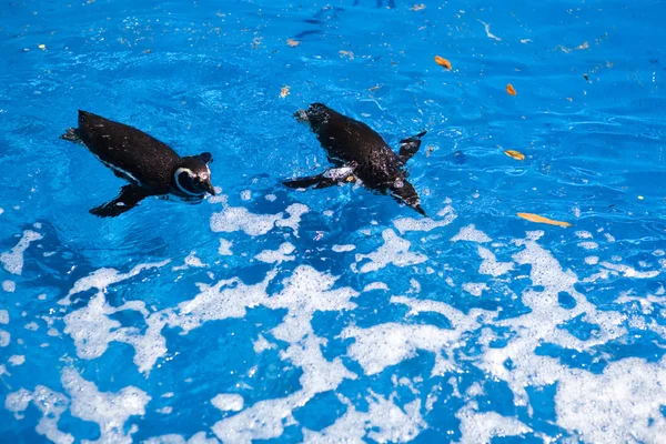 Пингвины плавают — стоковое фото