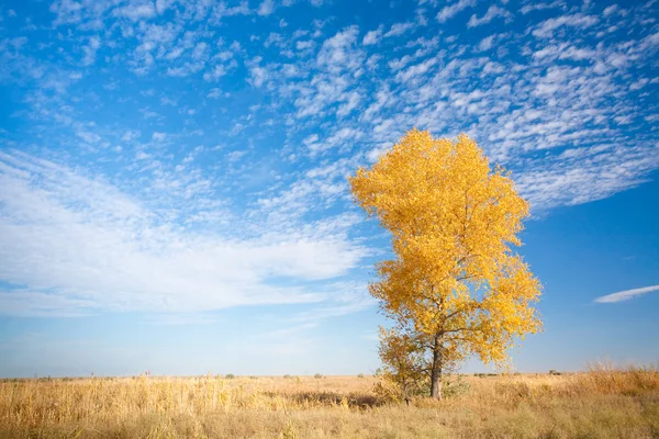 Background with yellow tree — Stock Photo, Image