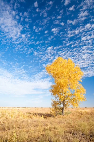 Arka plan ile sarı ağaç — Stok fotoğraf