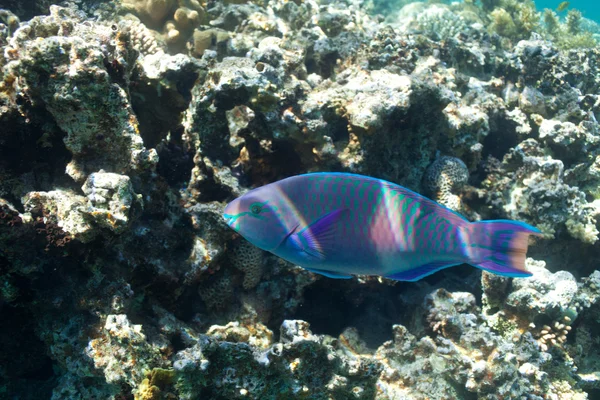 Parrotfish and corals in the sea — Stock Photo, Image