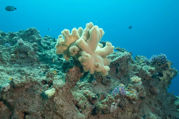 Beautiful coral and fish in the sea — Stock Photo, Image