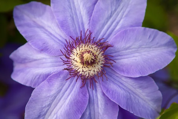 1 보라색 꽃 — 스톡 사진