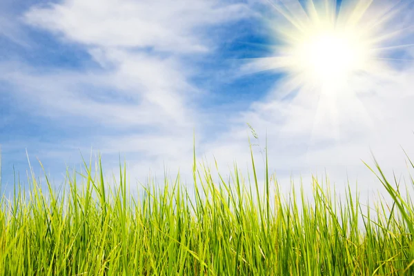 Herbe verte et ciel bleu — Photo