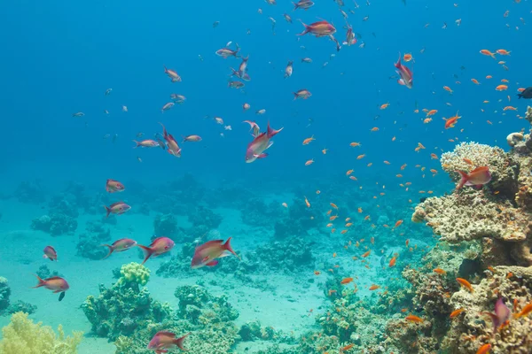 Scalefin anthias fisk och koraller i havet — Stockfoto