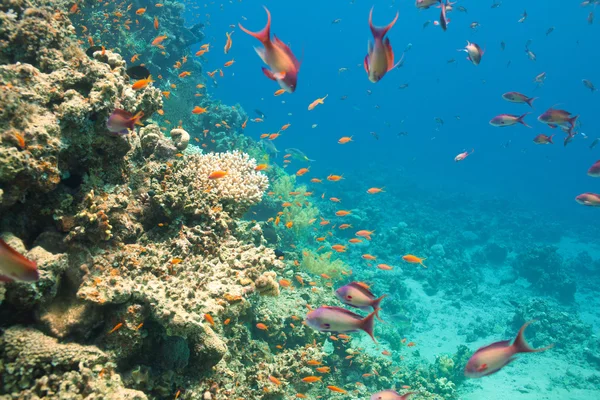 Scalefin anthias fisk och koraller i havet — Stockfoto