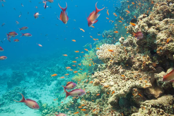 Scalefin anthias fish and corals in the sea — Stock Photo, Image