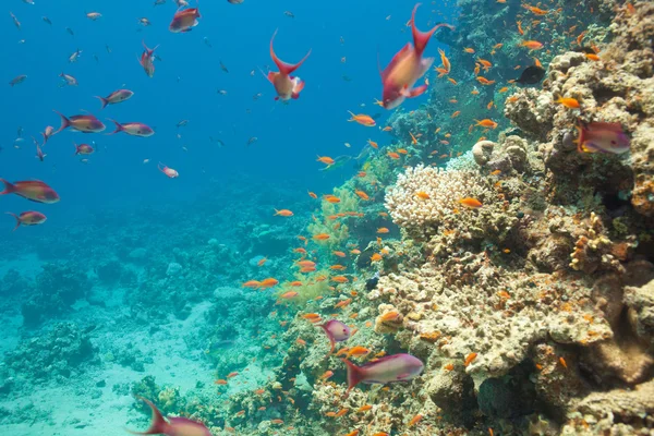 Scalefin anthias fish and corals in the sea — Stock Photo, Image