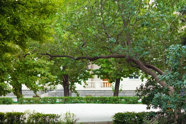 Parque da cidade na primavera — Fotografia de Stock