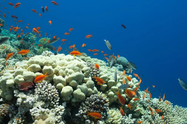 Fish and corals in the sea — Stock Photo, Image