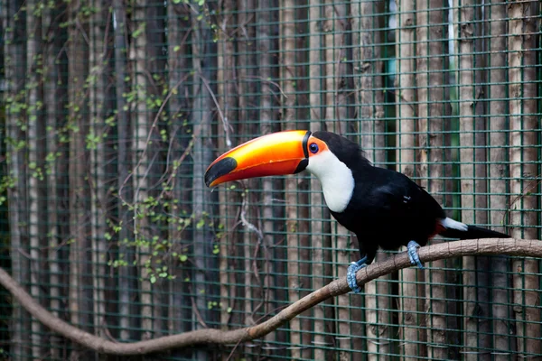 Tucan — Stock Photo, Image