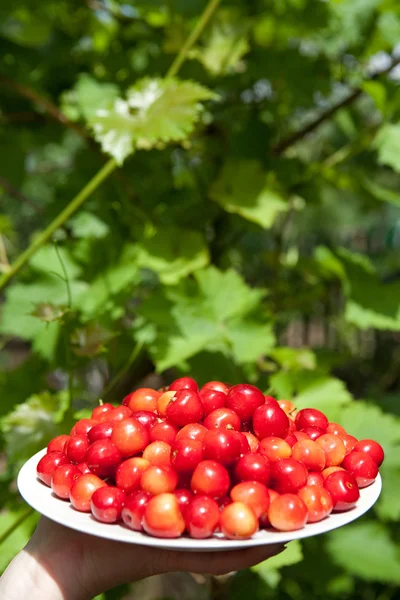 Cerejas saborosas — Fotografia de Stock