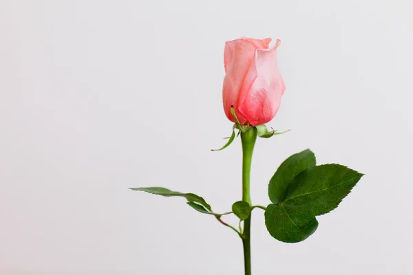 Uma bela rosa — Fotografia de Stock