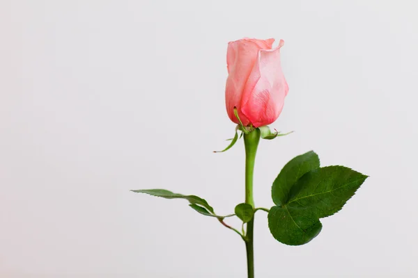 Una bella rosa — Foto Stock