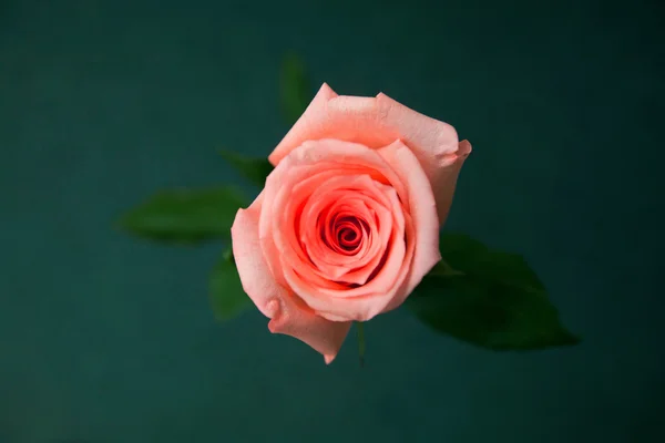 Une belle rose — Photo