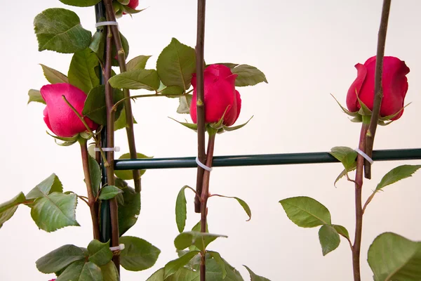 Decoração de rosas — Fotografia de Stock