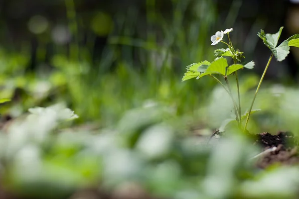 Planta de fresa con flor — Foto de Stock