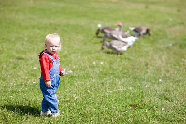Child and geese — Stock Photo, Image