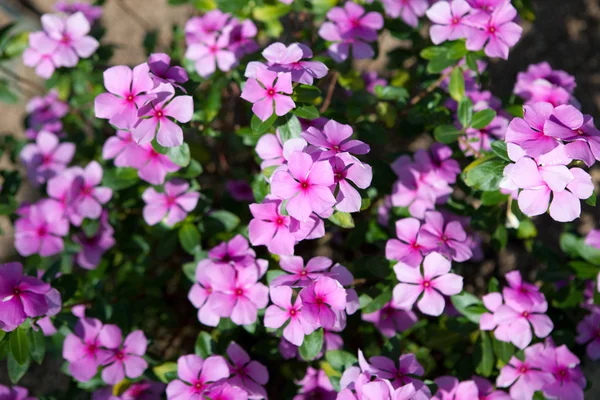 Phlox — Stockfoto