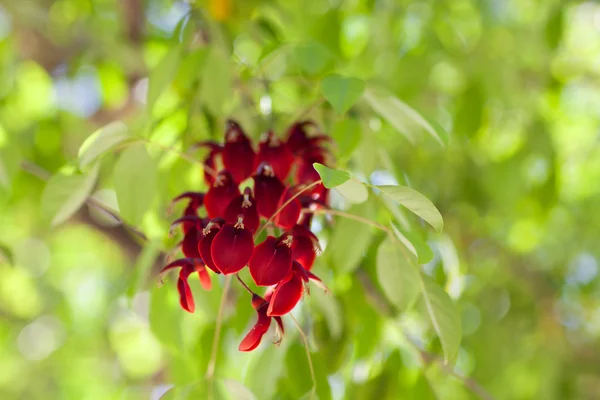 赤い花の背景 — ストック写真