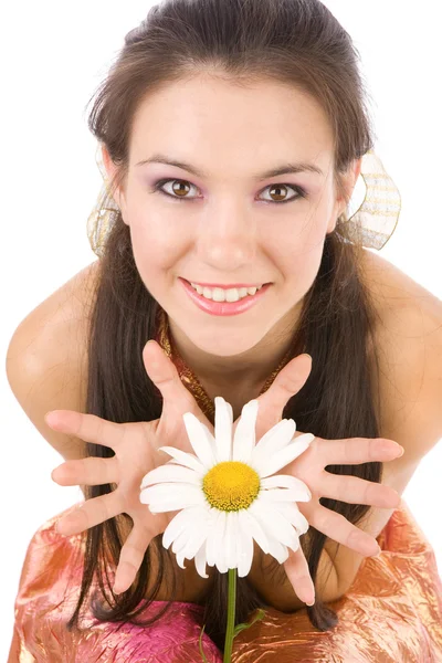 Chamomile in hands — Stock Photo, Image