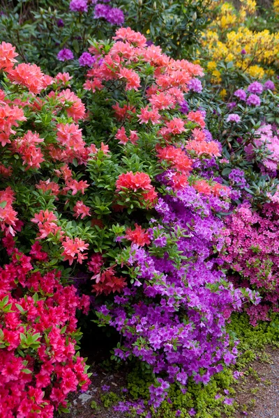 Ljusa blommor av buskar — Stockfoto