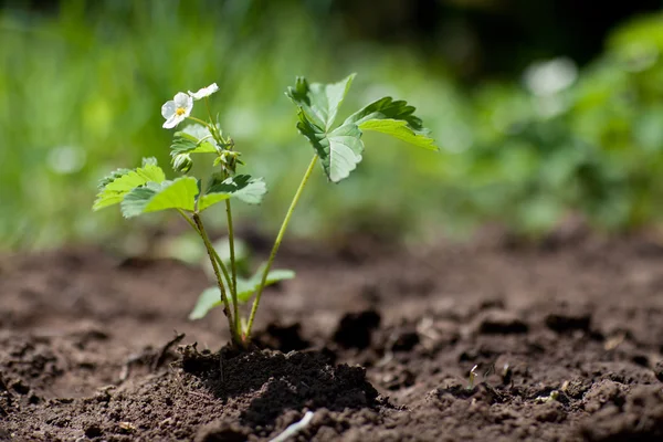 Aardbei plant — Stockfoto