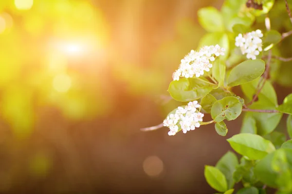 Baharda beyaz çiçekler — Stok fotoğraf