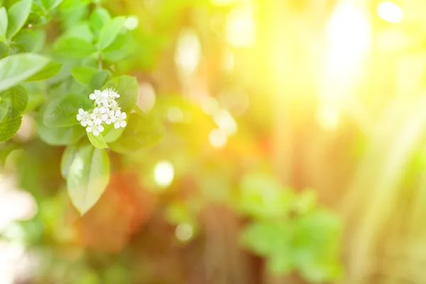 Sunlight and flowers — Stock Photo, Image