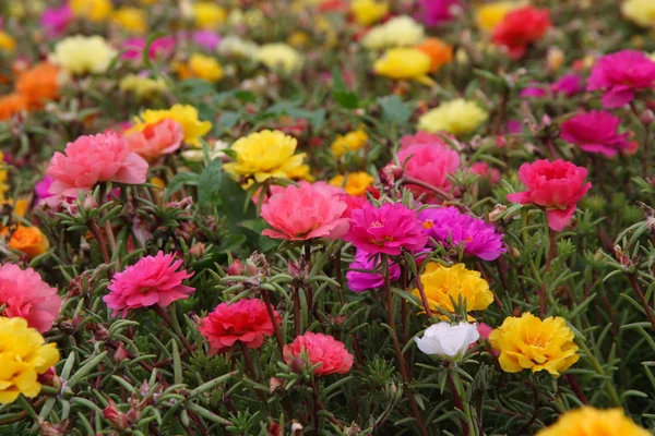 Muitas flores brilhantes — Fotografia de Stock