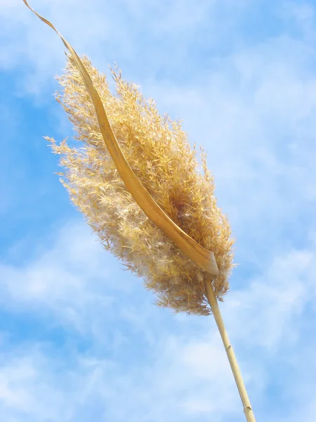 Ripened ear of reed on blue sky — Stock Photo, Image